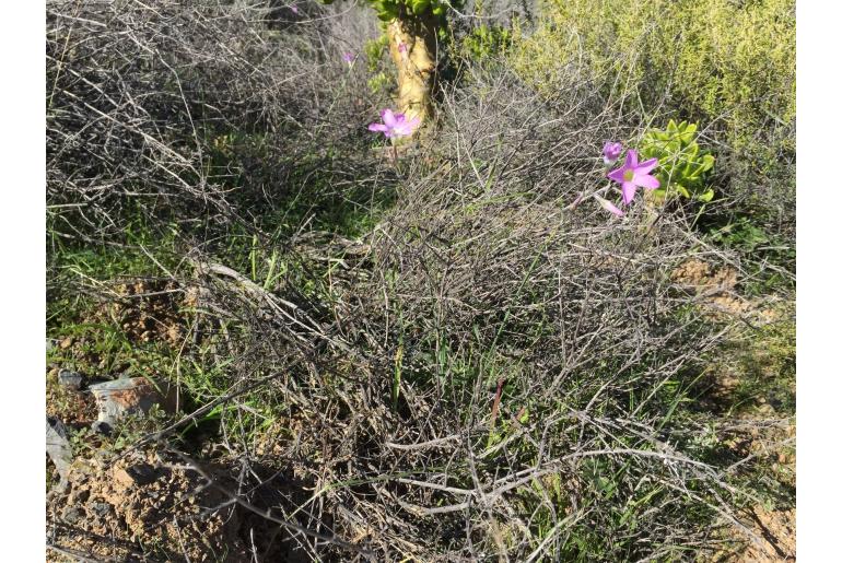 Ixia oxalidiflora 13478