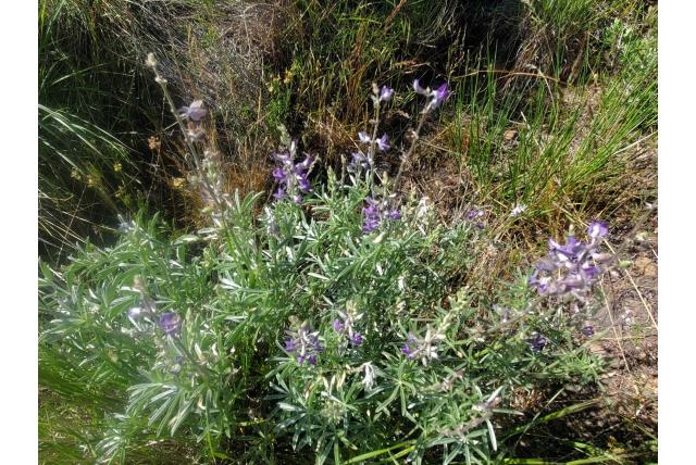 Zilveren lupine met verschillende bloei