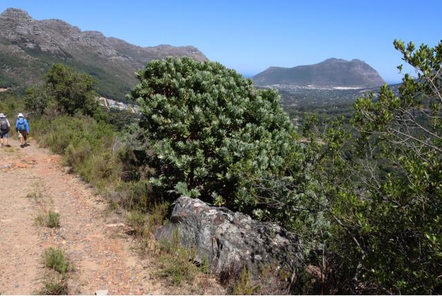 Groene speldenkussen Groene speldenkussen