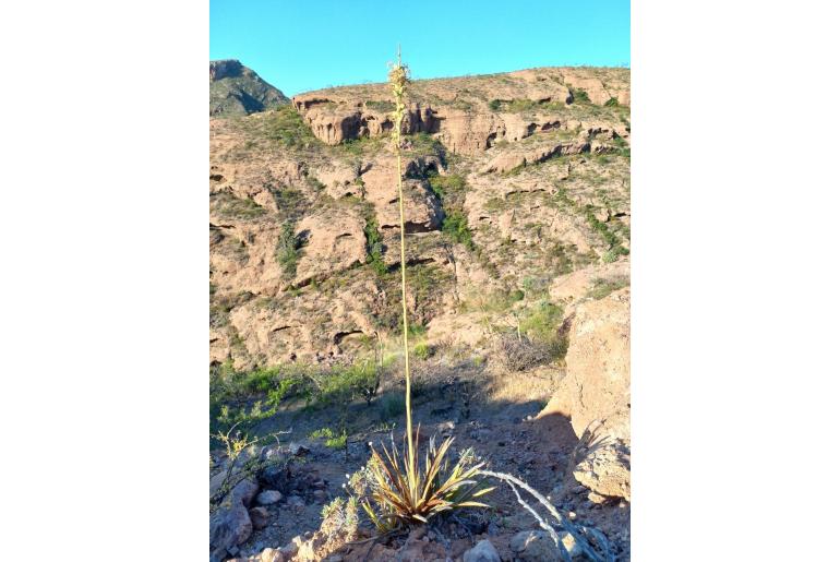 Agave felgeri -13491