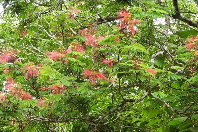 Calliandra in dennenappel