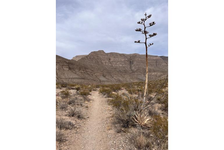 Agave parryi ssp neomexicana -13493