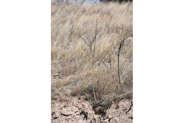 Agave parviflora -13494