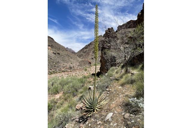 Utah agave