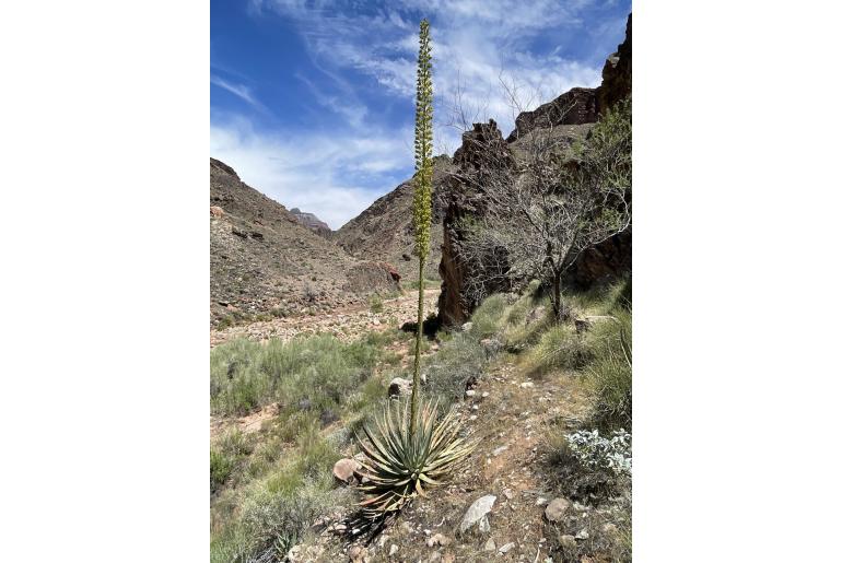 Agave utahensis -13495
