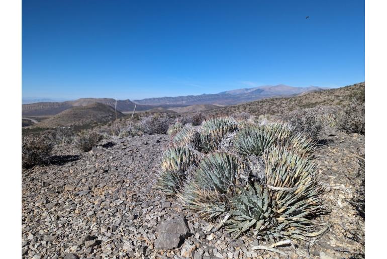 Agave utahensis var nevadensis -13496