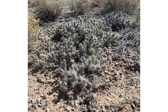 Whipple's cholla