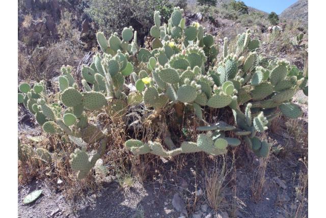 Wit harige schijfcactus