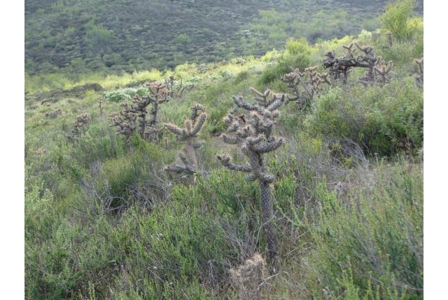 Kust cholla