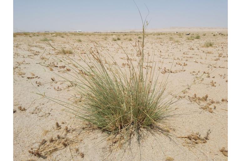Cyperus conglomeratus 13510