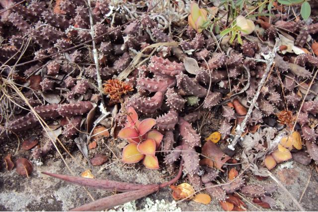 Onbeduidende huernia