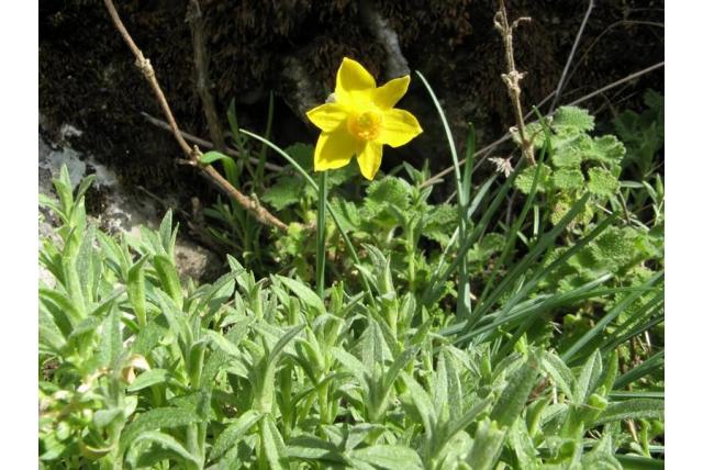 Narcis