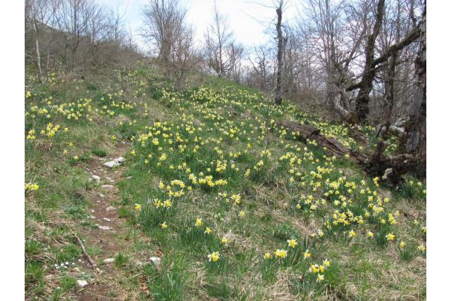 Narcis met bleke bloemen