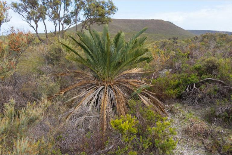 Macrozamia fraseri -13526
