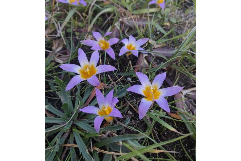 Romulea clusiana -13530
