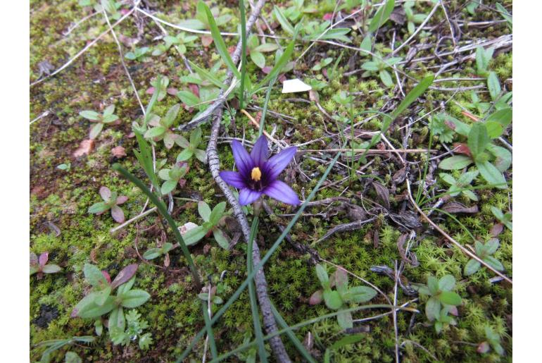 Romulea linaresii ssp graeca 13531