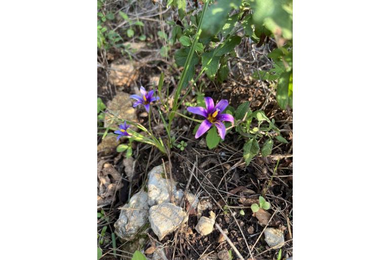 Romulea tempskyana 13532