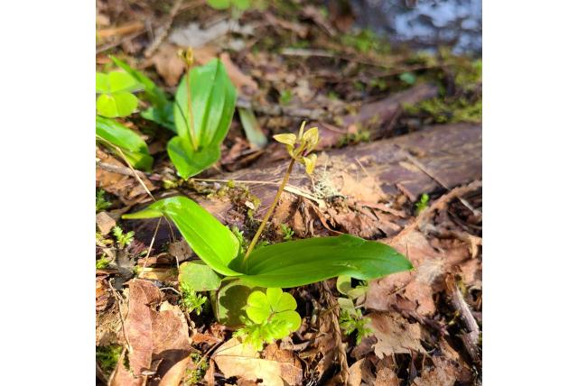 Hall's scoliopus