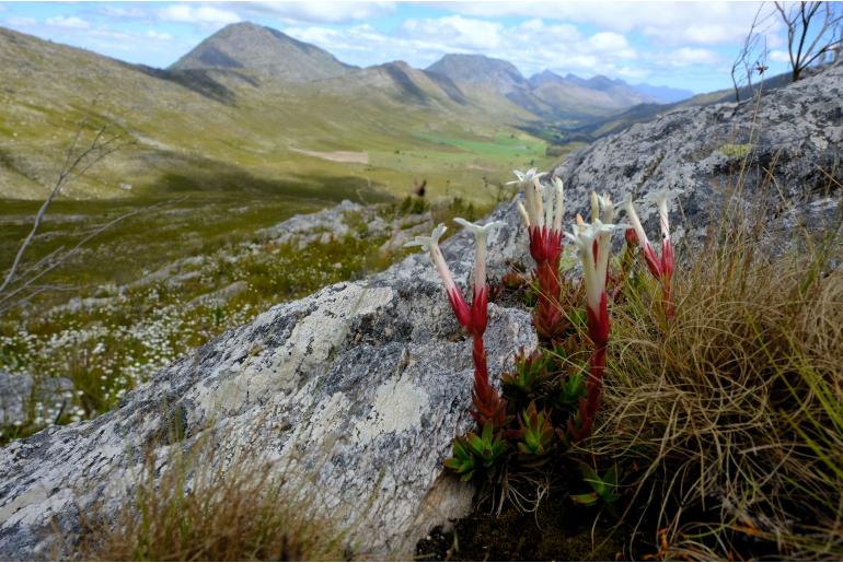Crassula obtusa 13540