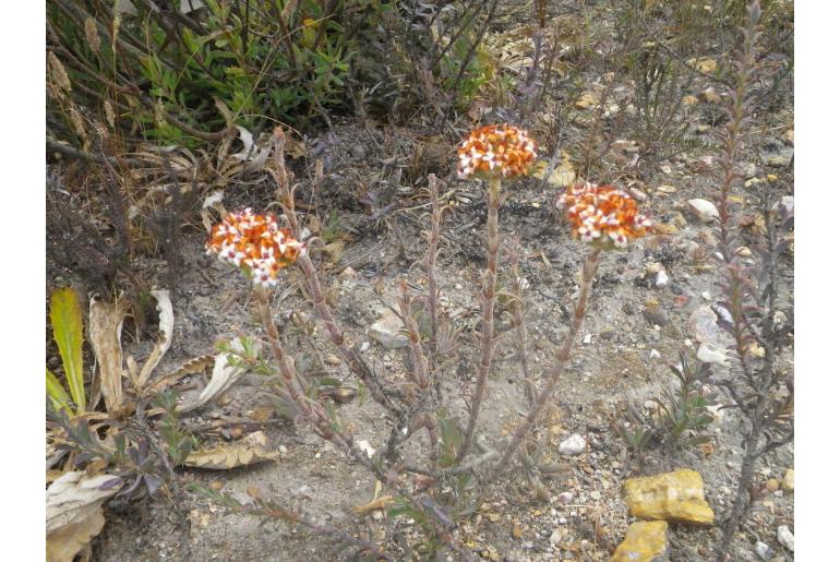 Crassula scabra 13541