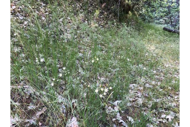 Henderson's triteleia
