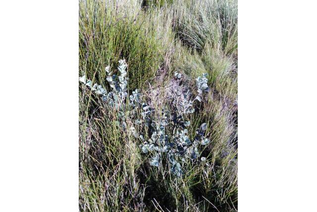 Hartvormig blad podalyria