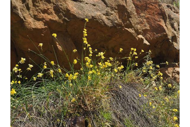 Engel avondbloem Engel avondbloem