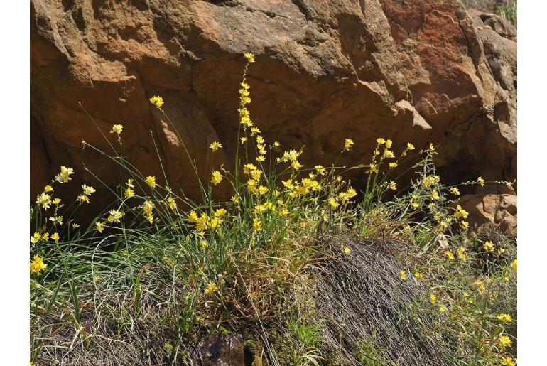 Ixia angelae 13548