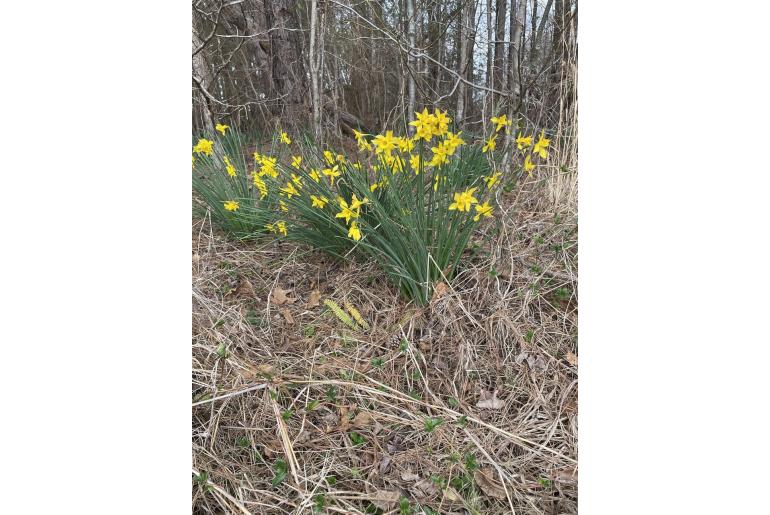 Narcissus x odorus 13553