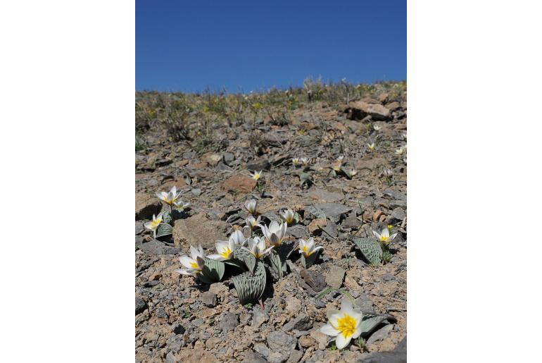 Tulipa regelii -13557