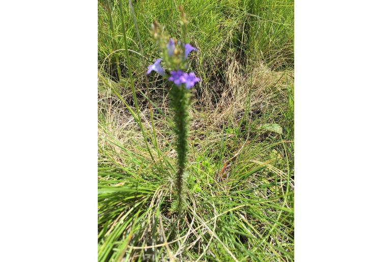 Wahlenbergia fasciculata 13558