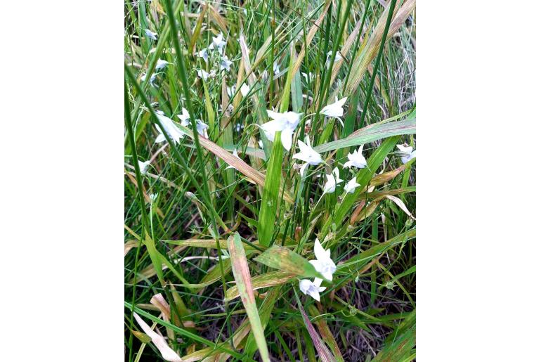 Wahlenbergia grandiflora 13559