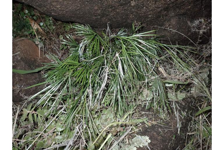 Actiniopteris australis Actiniopteris australis -13560