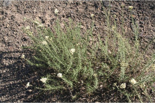Cilindervormig duizendblad