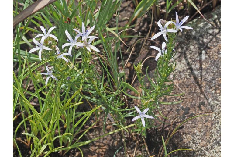 Wahlenbergia huttonii 13561