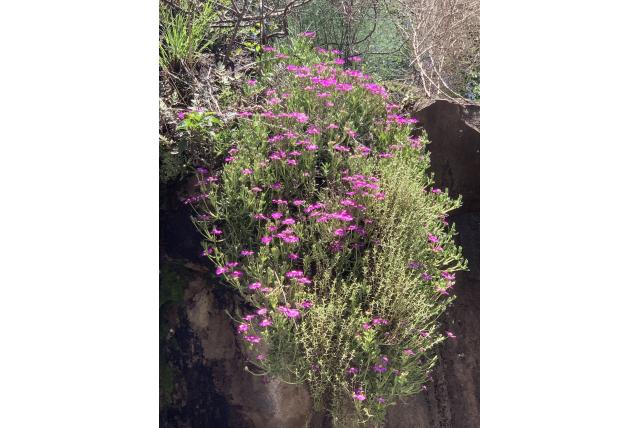 Eénbloemig ijsbloem