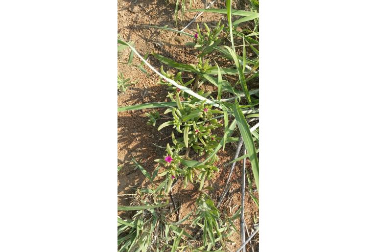 Delosperma waterbergense&nbsp;13575