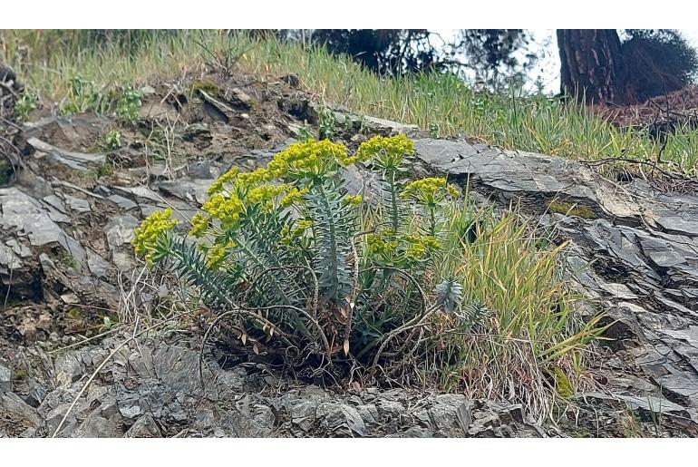 Euphorbia veneris&nbsp;13578