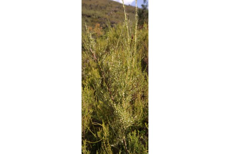 Brunia callunoides&nbsp;13580