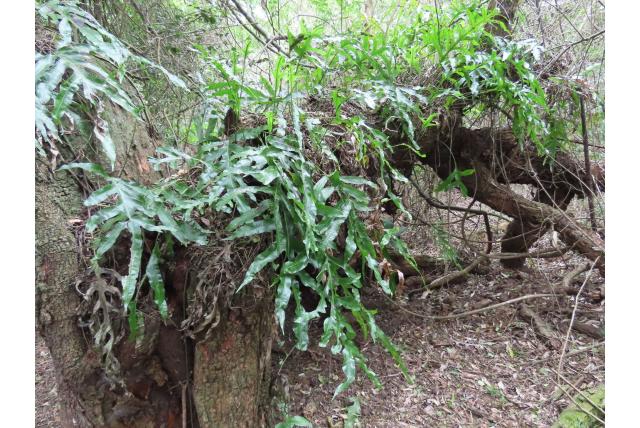 Duizendpoot phymatosorus