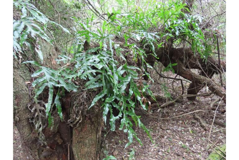 Phymatosorus scolopendria&nbsp;13583