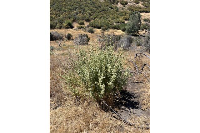 Malacothamnus van de aboriginals