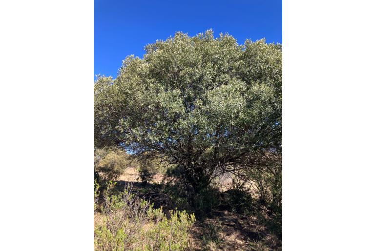 Olea europaea ssp africana&nbsp;13590