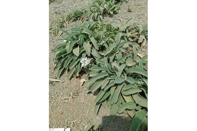 Onregelmatig getande phlomis