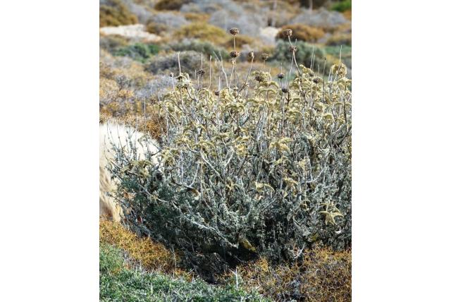 Pichler's phlomis