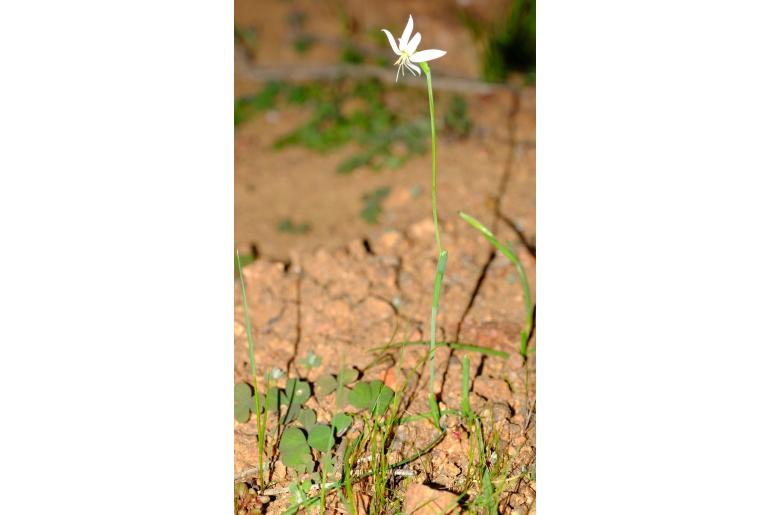 Hesperantha decipiens&nbsp;13609