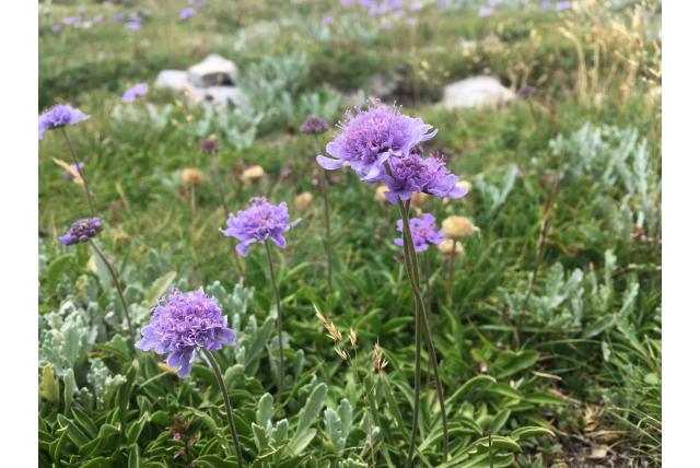 Silene-bladige scabiosa