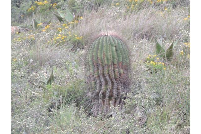 Ferocactus met gehaakte doorn