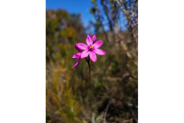 Tweebladige avondbloem Tweebladige avondbloem