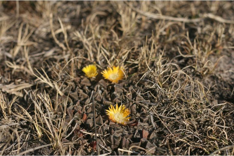 Nananthus vittatus -13641
